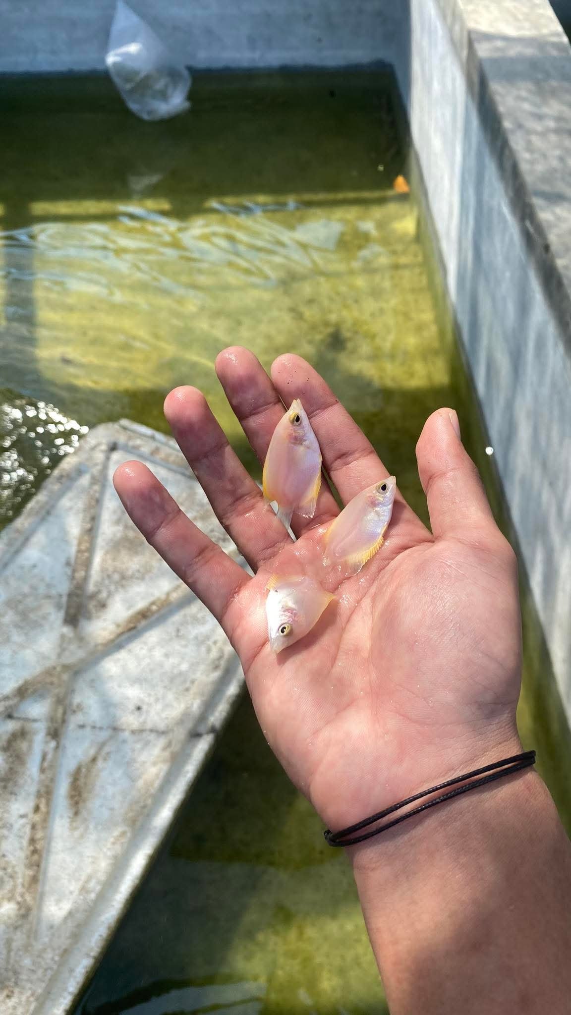 Paket Mini Akuarium