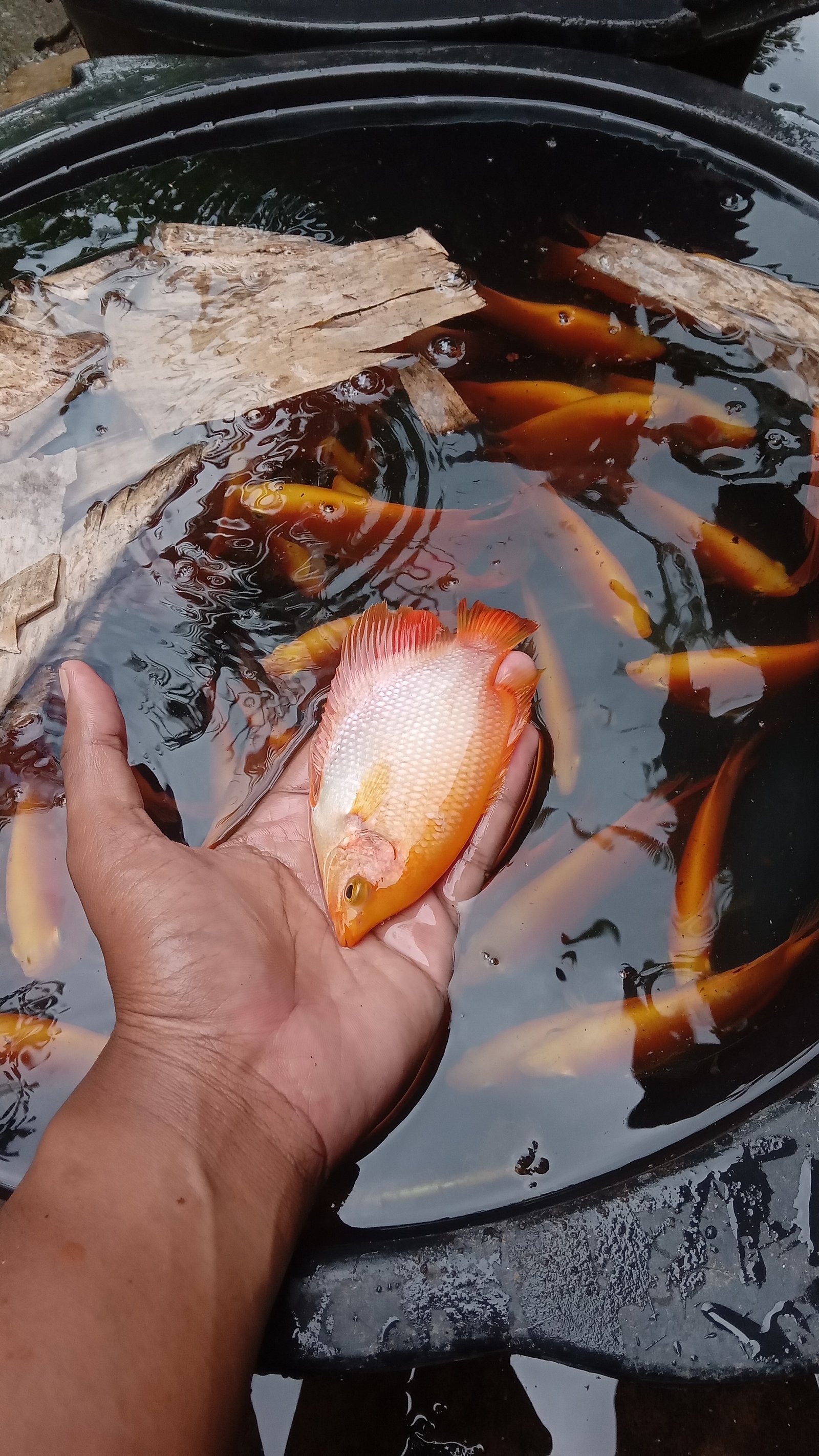 Kenapa Gurame Padang Jadi Primadona Budidaya di Indonesia?