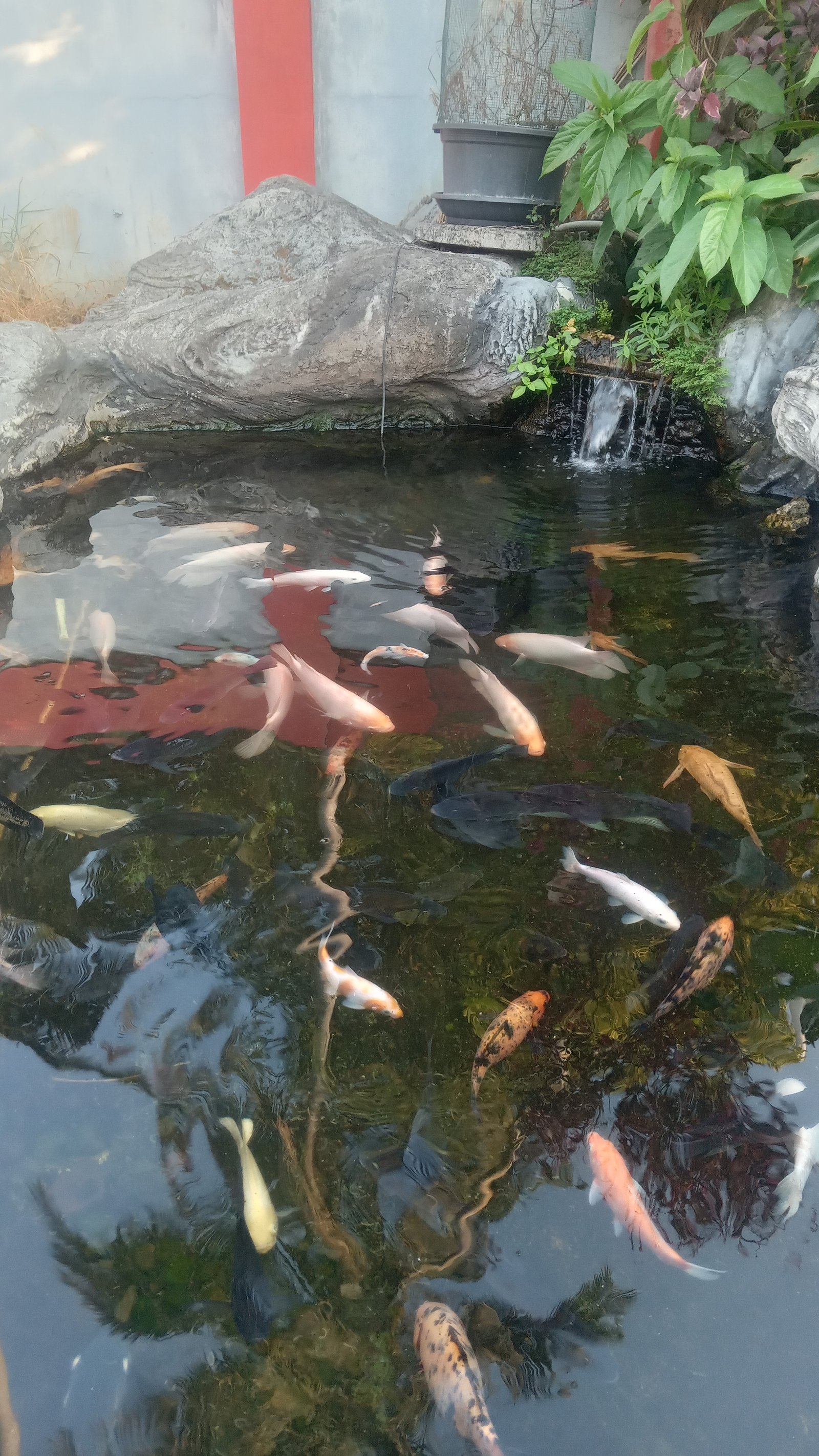 Cara Merawat Gurame Padang Hias di Kolam Taman Campur Koi