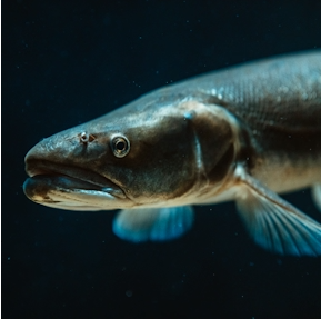 2. Cara Merawat Bibit Gurame agar Cepat Besar dan Minim Risiko