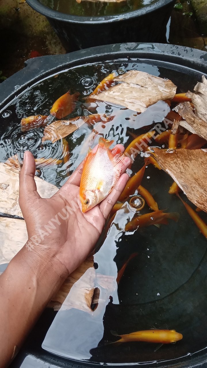 Gurame Padang Hias untuk Menemani Hari Tua yang Lebih Menyenangkan