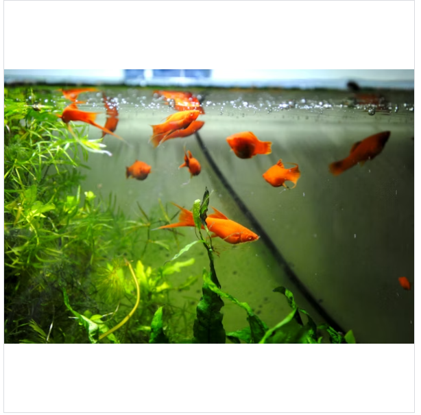 Tips Memilih Bibit Gurame Berkualitas untuk Hasil Panen Maksimal