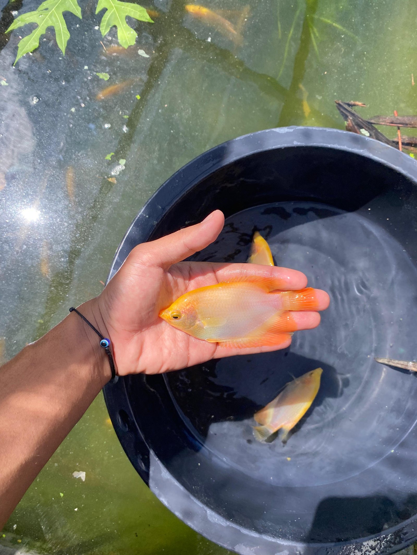 Bibit Gurame Padang Hias Ukuran 2 Jari (9–12 cm)