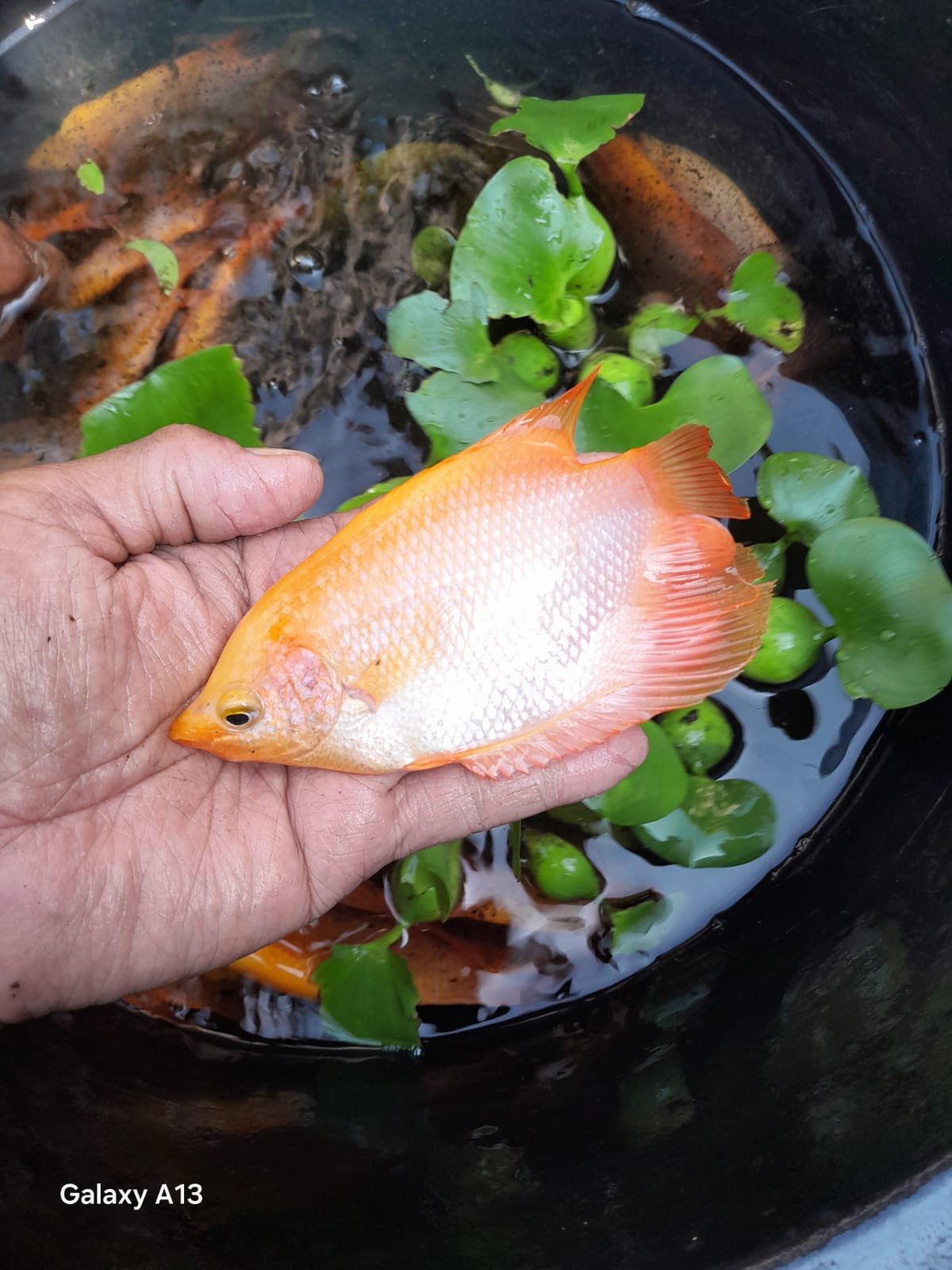Gurame Padang Hias Ukuran 4 Jari