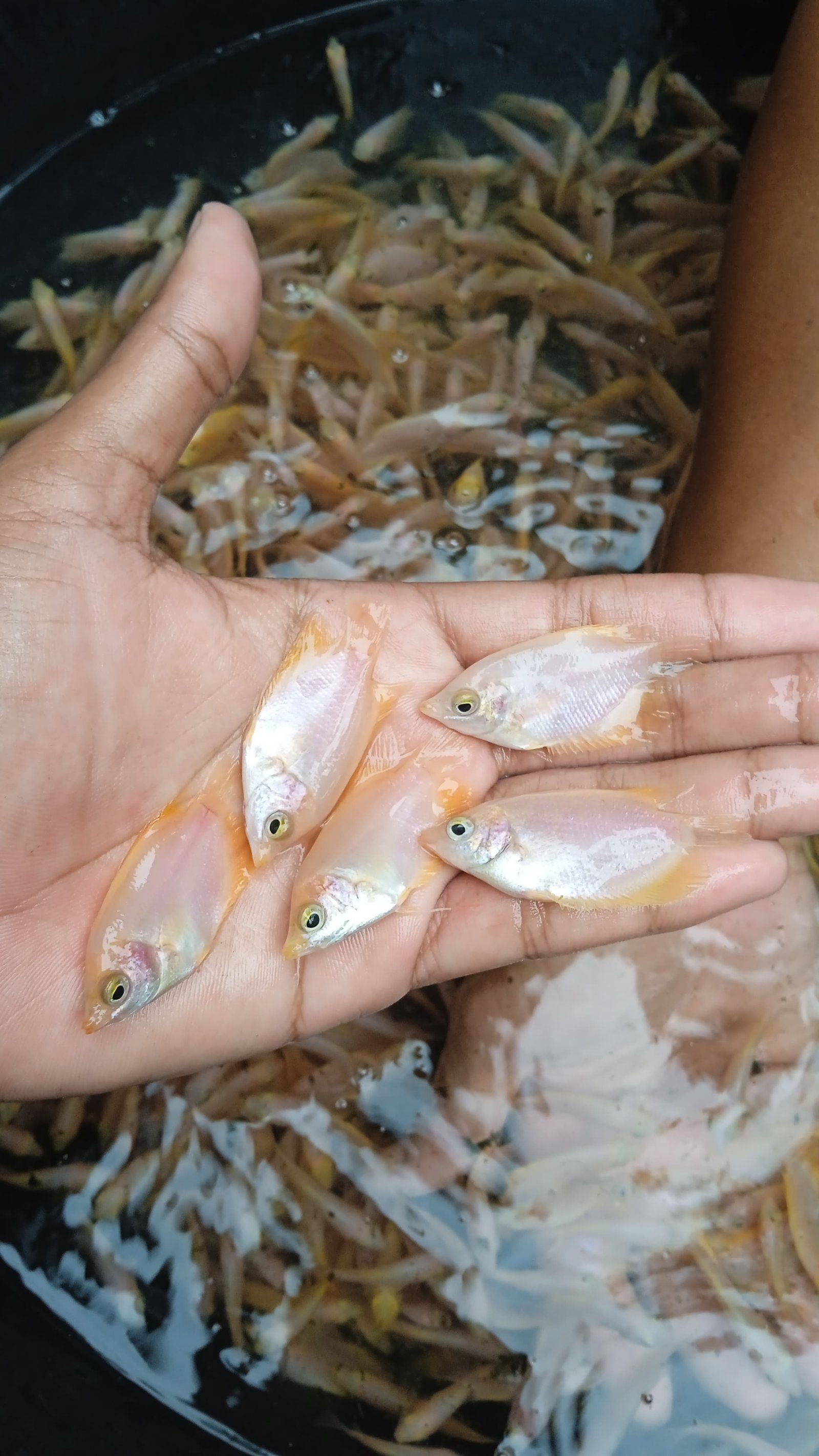 Bibit Gurame Padang Hias 6–8 cm
