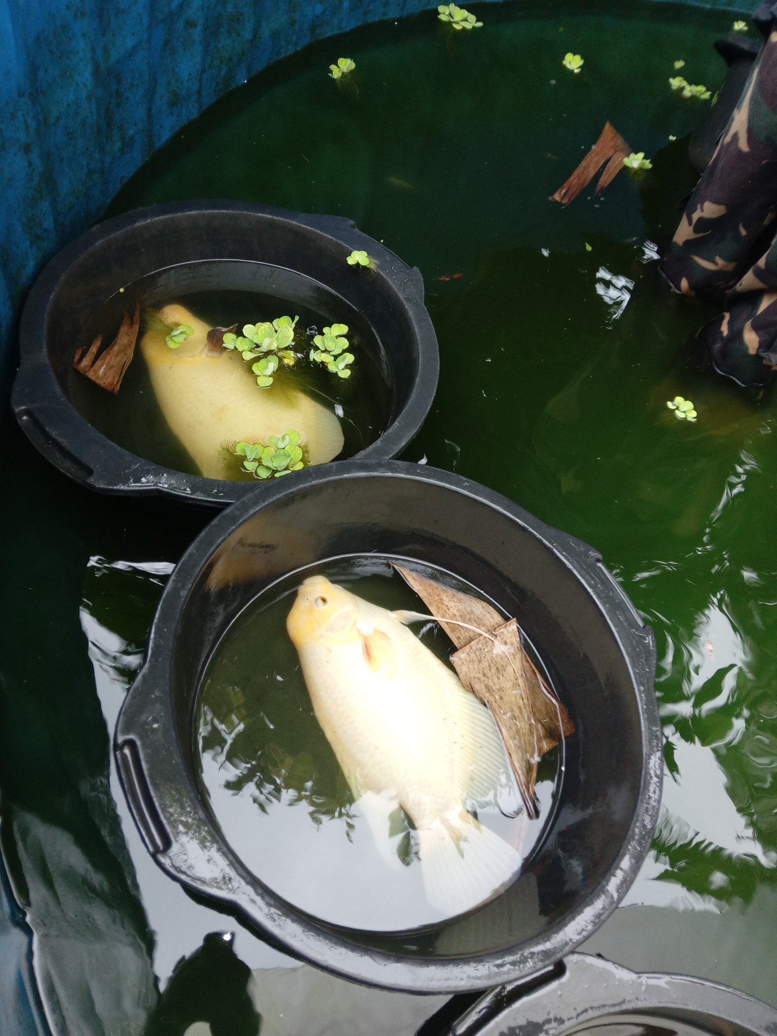 Induk Gurame Padang Hias (Jantan / Betina)