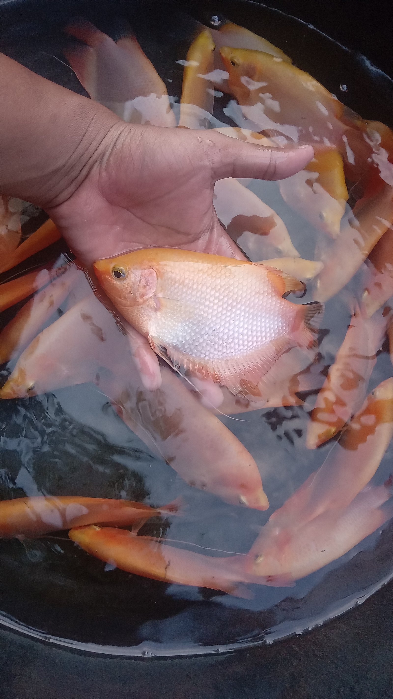 Gurame Padang Hias Ukuran 4 Jari